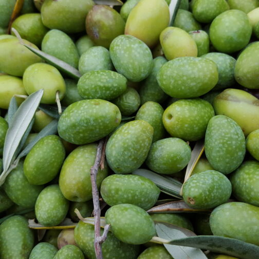 Adopter un olivier 🫒
